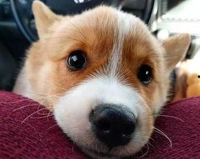 快手网红雪狗工作,快手网红的崛起之路