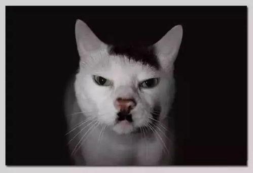 明星猫名字,揭秘明星猫们的独特魅力与传奇故事